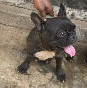 1+ year Female Purebred French Bulldog
