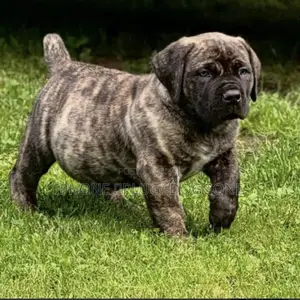 1-3 months Male Purebred Boerboel