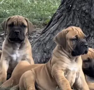 3-6 months Female Purebred Boerboel