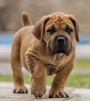 3-6 months Male Purebred Boerboel