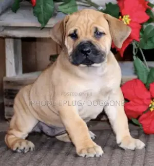 0-1 month Male Purebred Boerboel