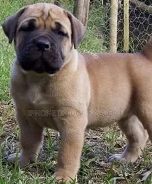 0-1 month Female Purebred Boerboel