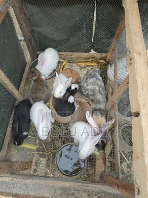 Mature and Young Rabbits for Sale