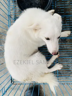 3-6 months Female Purebred American Eskimo