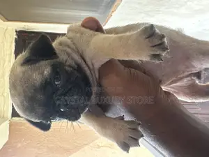 1-3 months Female Purebred Pug