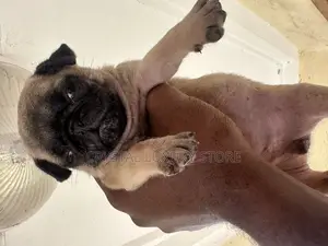 1-3 months Female Purebred Pug