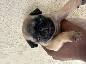 1-3 months Female Purebred Pug