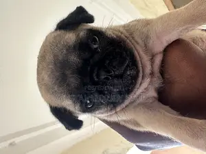 1-3 months Female Purebred Pug