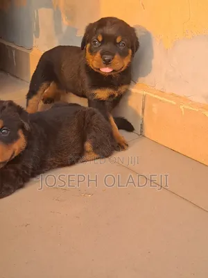 1-3 months Male Purebred Rottweiler
