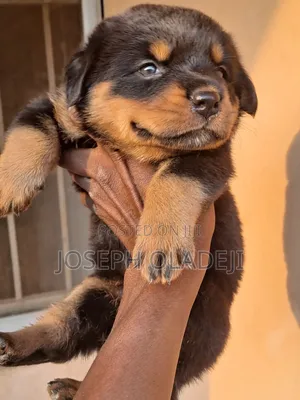 1-3 months Male Purebred Rottweiler