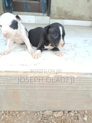 1-3 months Male Purebred American Pit Bull Terrier