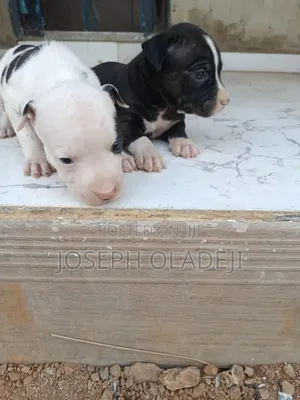 1-3 months Male Purebred American Pit Bull Terrier
