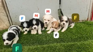 1-3 months Female Purebred Lhasa Apso