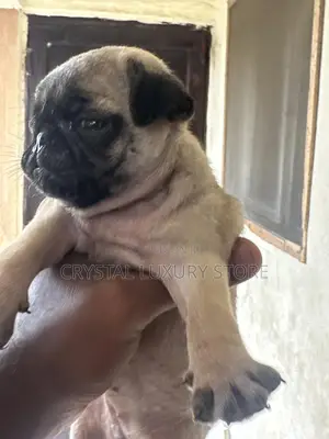 1-3 months Female Purebred Pug