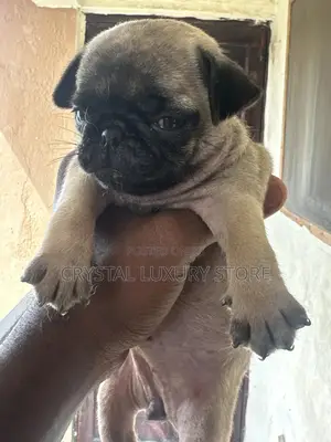 1-3 months Female Purebred Pug