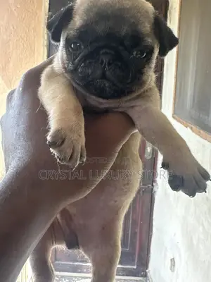 1-3 months Female Purebred Pug