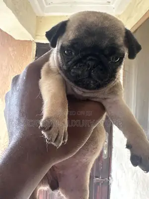 1-3 months Female Purebred Pug