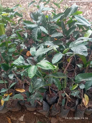 African Bread Fruit (Ukwa)