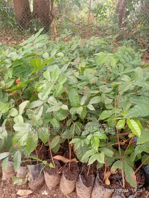 Avocado Pear Nurseries