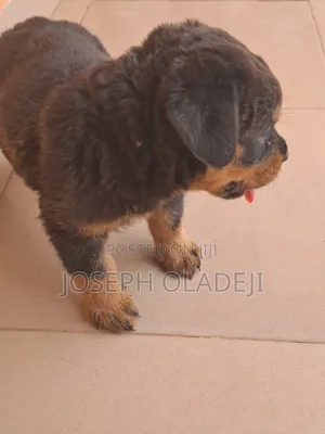 1-3 months Female Purebred Rottweiler