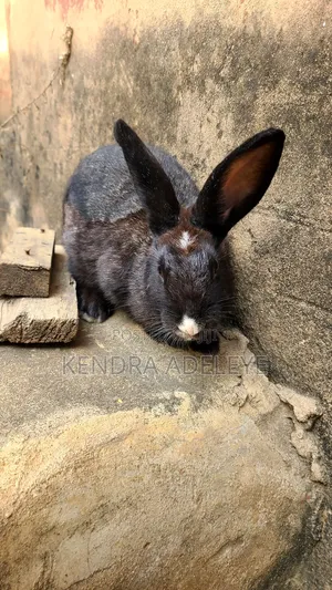 Quality Rabbits for Sale