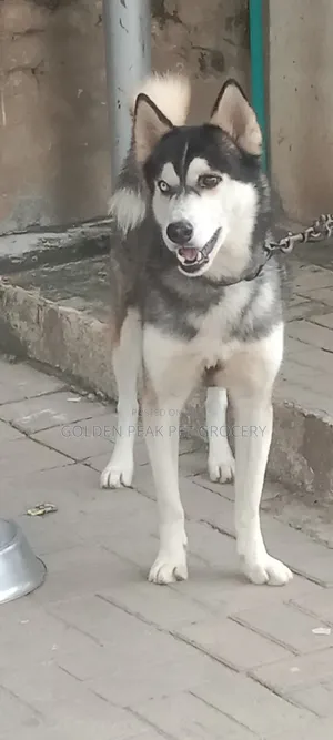 Healthy and Proven Stud Purebred Siberian Husky for Stud Service