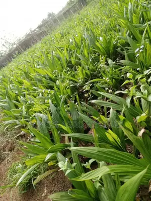 Seedlings Palm Trees Ready to Transplant