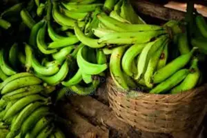 Plantain for Farm Price