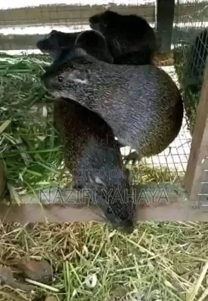 Poultry Livestock