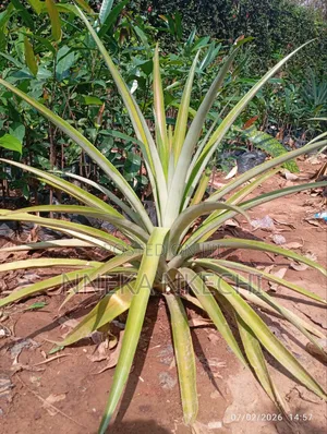 Pineapple Suckers