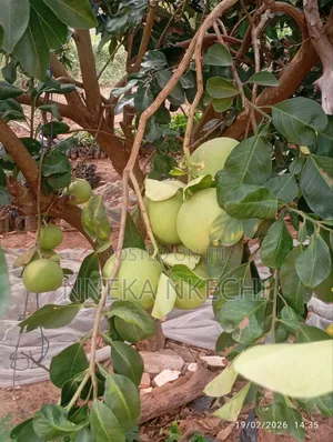 Shardock Seedlings and Nurseries