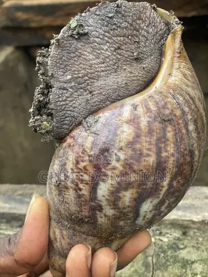 “Big 20pcs Live Snails for Sale in Ikeja – Large(Farm Fresh)