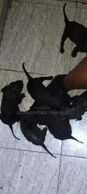 1-3 months Male Purebred Cane Corso