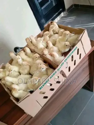 D.O.C Imported Turkey