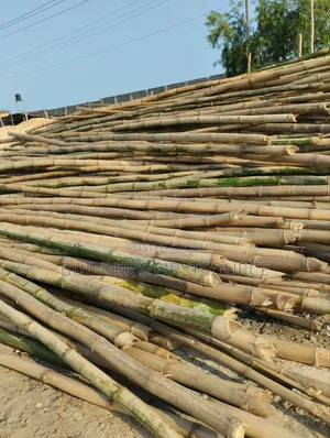 Strong Bamboo