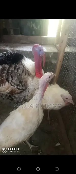Male and Female Turkey for Sale