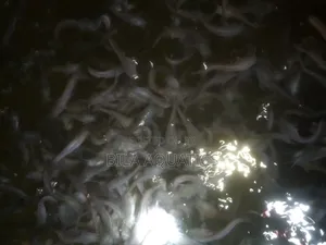 Catfish Fingerling and Juveniles