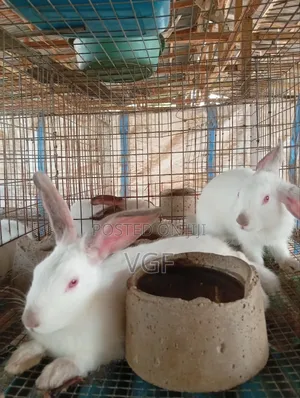 Weaners for Sale