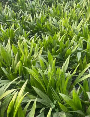 Palm Seedlings