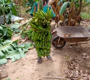 Banana Suckers