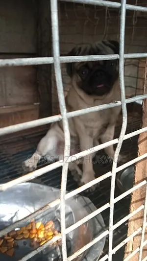 6-12 months Male Purebred Pug