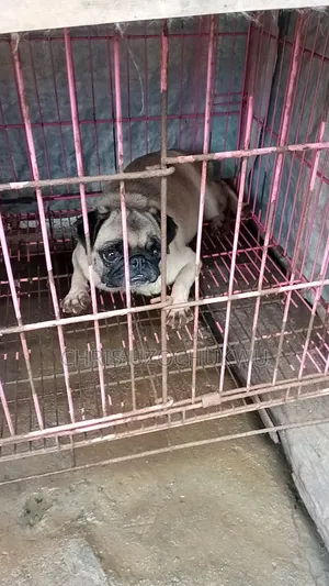 1+ year Female Purebred Pug