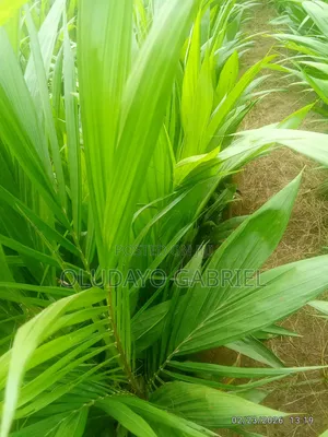 Oil Palm Supergene Seedlings for Sale