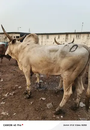 Life Cows Goat and Rams for Sale