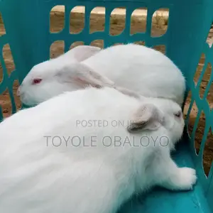 Male Hyla Rabbit Available for Sale