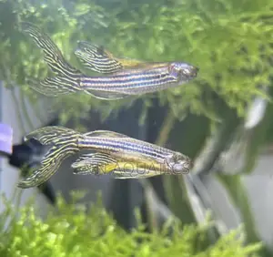 Longfin Zebra Danios