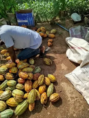 Hybrid Crin Series Tc_8 Cocoa Seedling