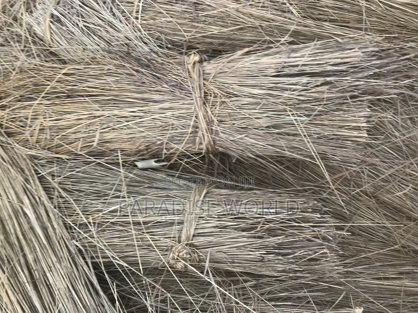 Thatch Grass
