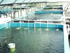 Automated Cat Fish Farm