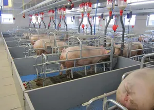 Authomated Pig Farm